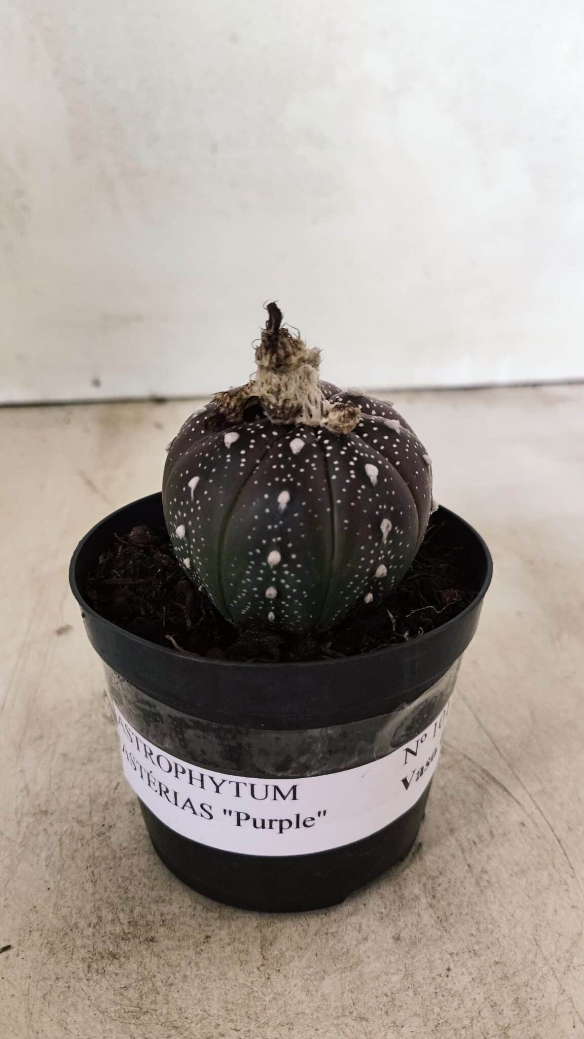 ASTROPHYTUM ASTERIAS “Purple”  Nº 1011 – vaso 09 - foto 2
