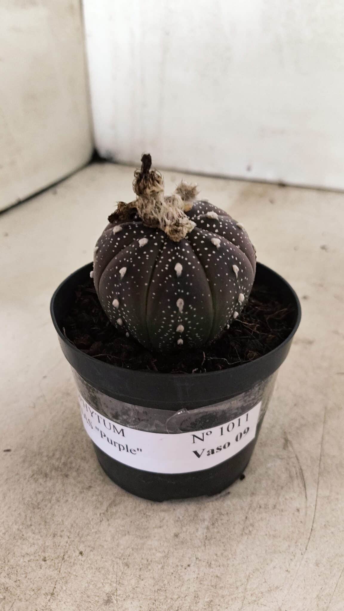ASTROPHYTUM ASTERIAS “Purple”  Nº 1011 – vaso 09 - foto 8