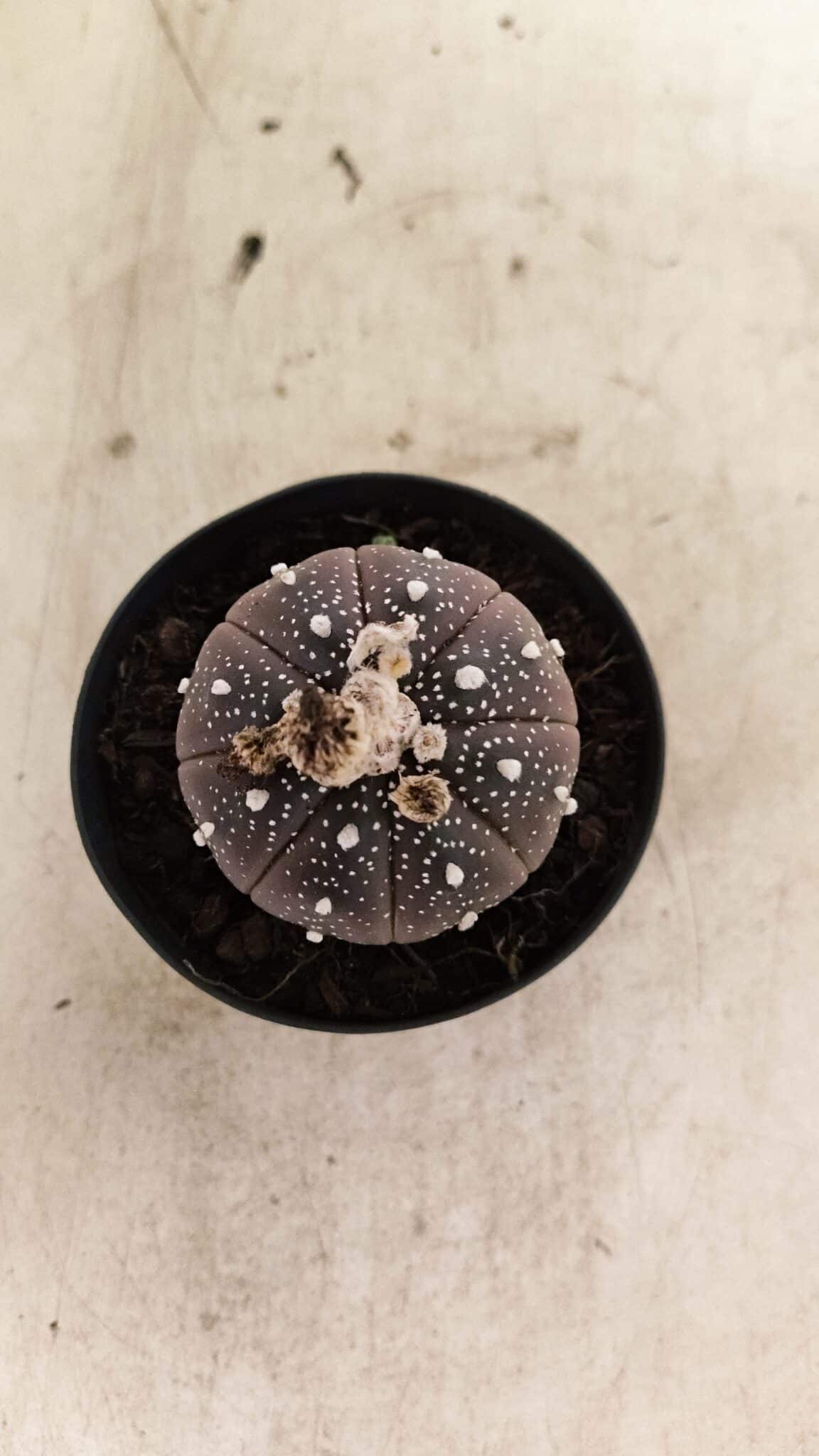 ASTROPHYTUM ASTERIAS “Purple”  Nº 1011 – vaso 09 - foto 3
