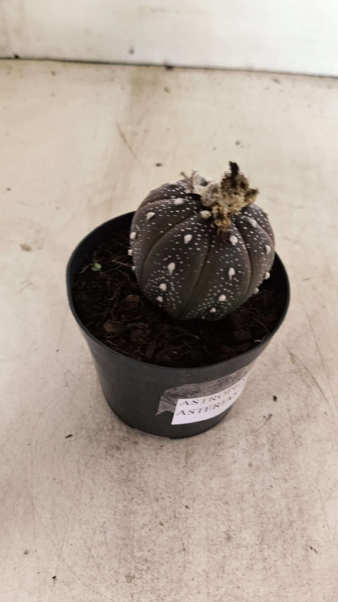 ASTROPHYTUM ASTERIAS “Purple”  Nº 1011 – vaso 09 - foto 7