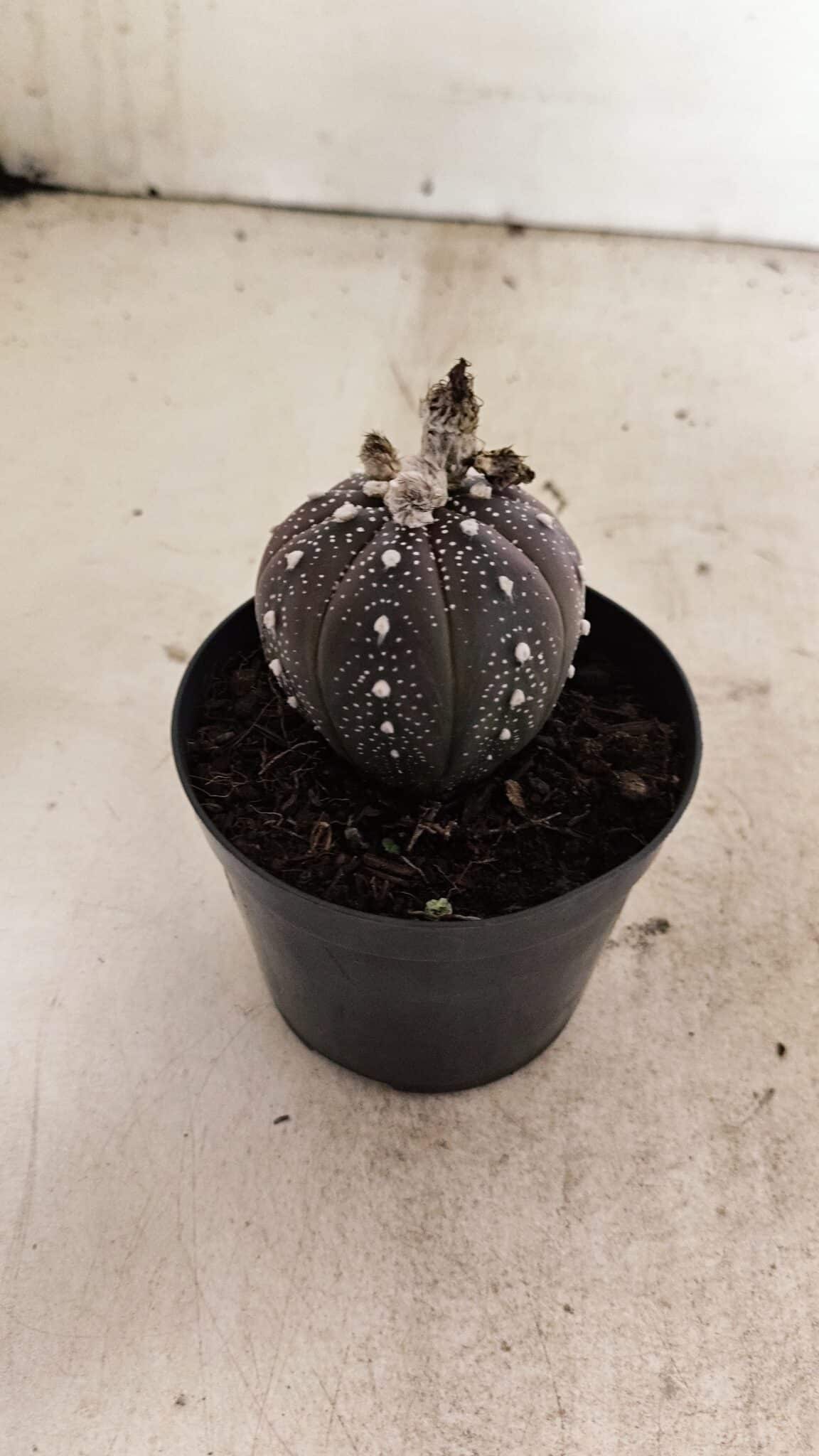 ASTROPHYTUM ASTERIAS “Purple”  Nº 1011 – vaso 09 - foto 6