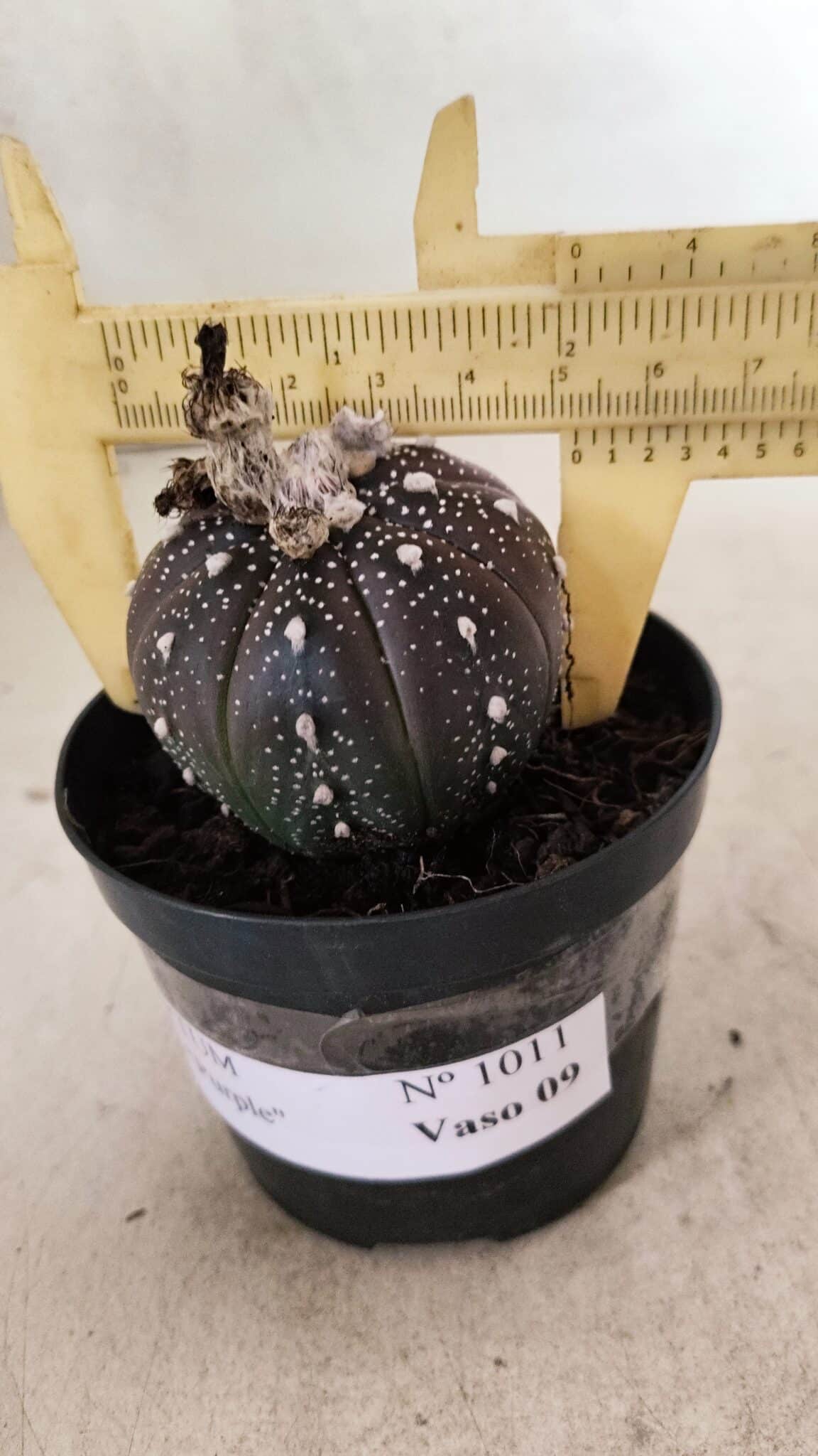ASTROPHYTUM ASTERIAS “Purple”  Nº 1011 – vaso 09 - foto 4