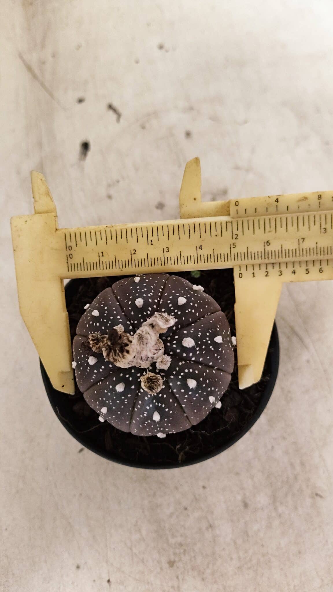 ASTROPHYTUM ASTERIAS “Purple”  Nº 1011 – vaso 09 - foto 5
