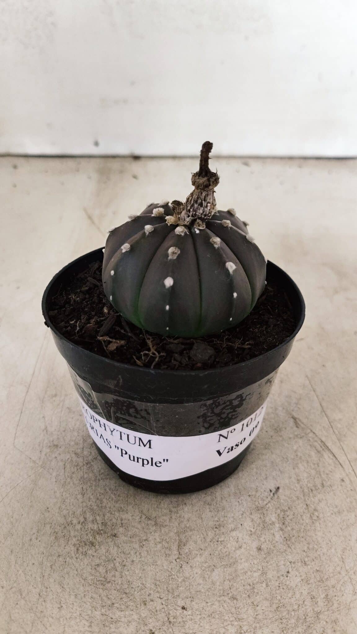 ASTROPHYTUM ASTERIAS “Purple”  Nº 1012 – vaso 09 - foto 2