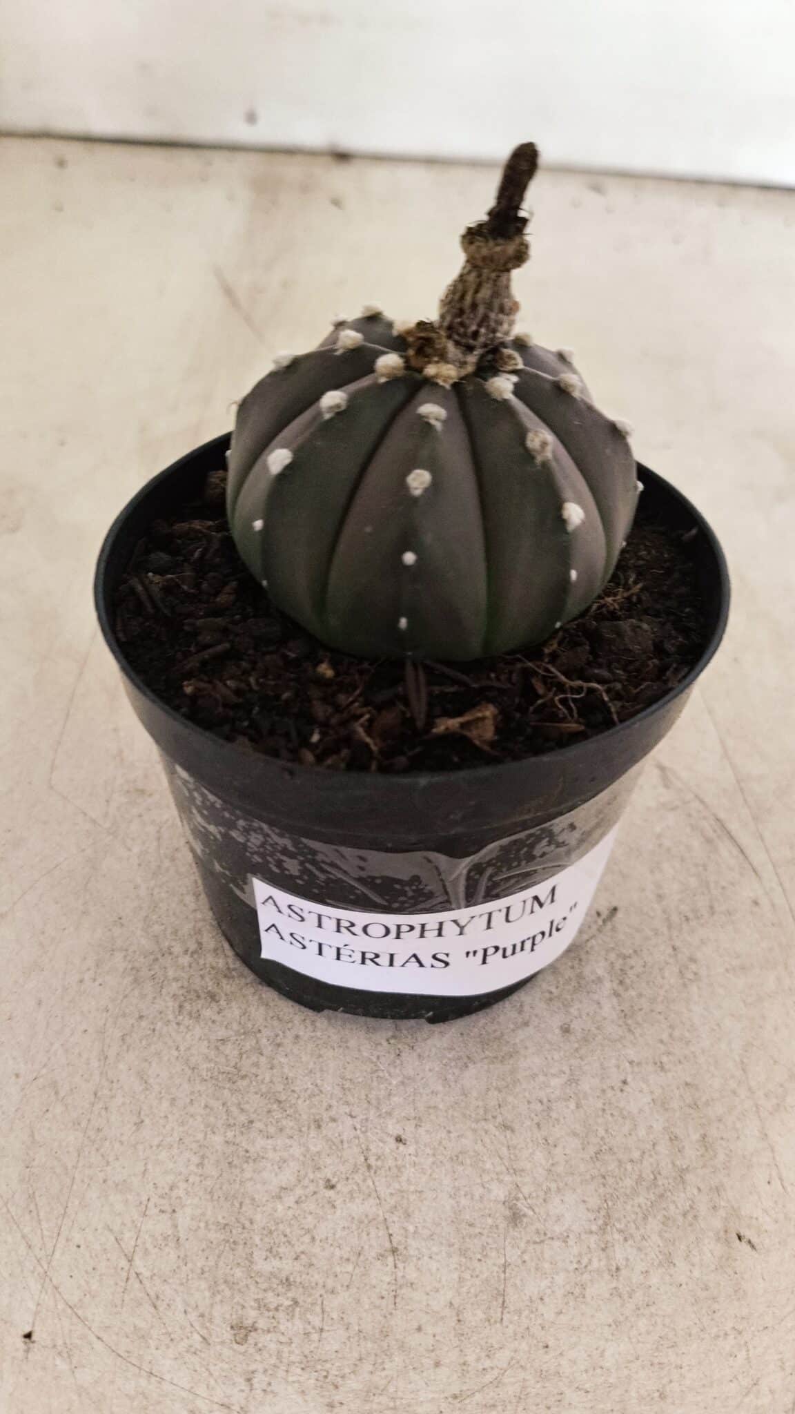 ASTROPHYTUM ASTERIAS “Purple”  Nº 1012 – vaso 09 - foto 8
