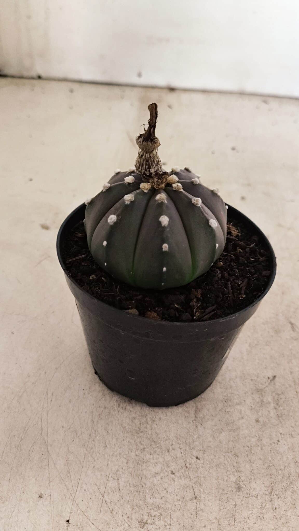 ASTROPHYTUM ASTERIAS “Purple”  Nº 1012 – vaso 09 - foto 7