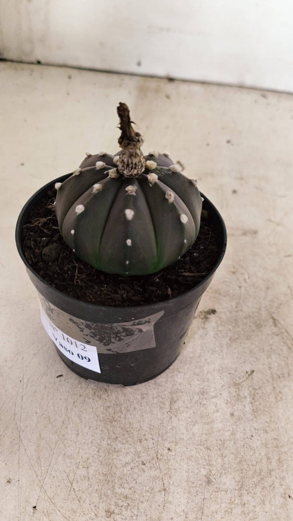 ASTROPHYTUM ASTERIAS “Purple”  Nº 1012 – vaso 09 - foto 6