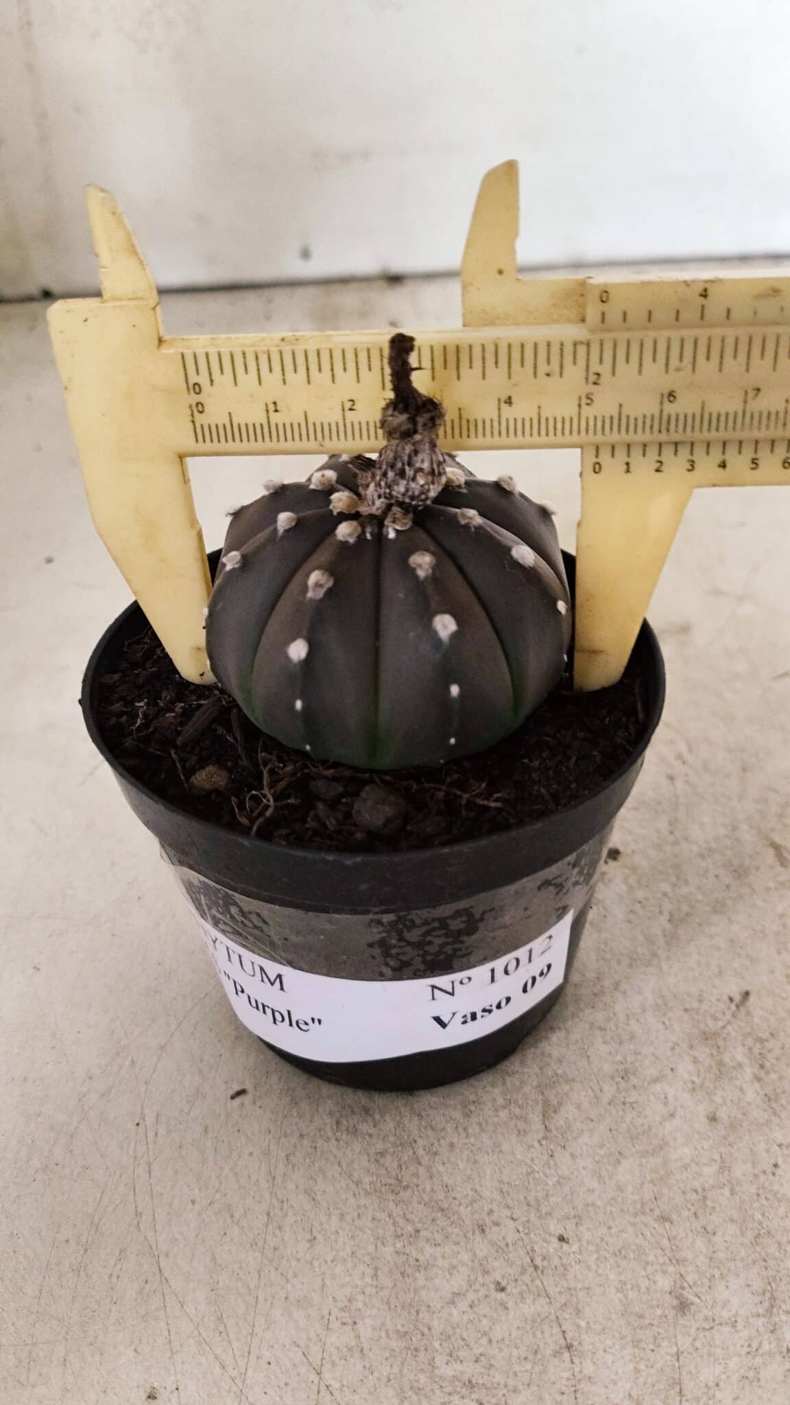 ASTROPHYTUM ASTERIAS “Purple”  Nº 1012 – vaso 09 - foto 4