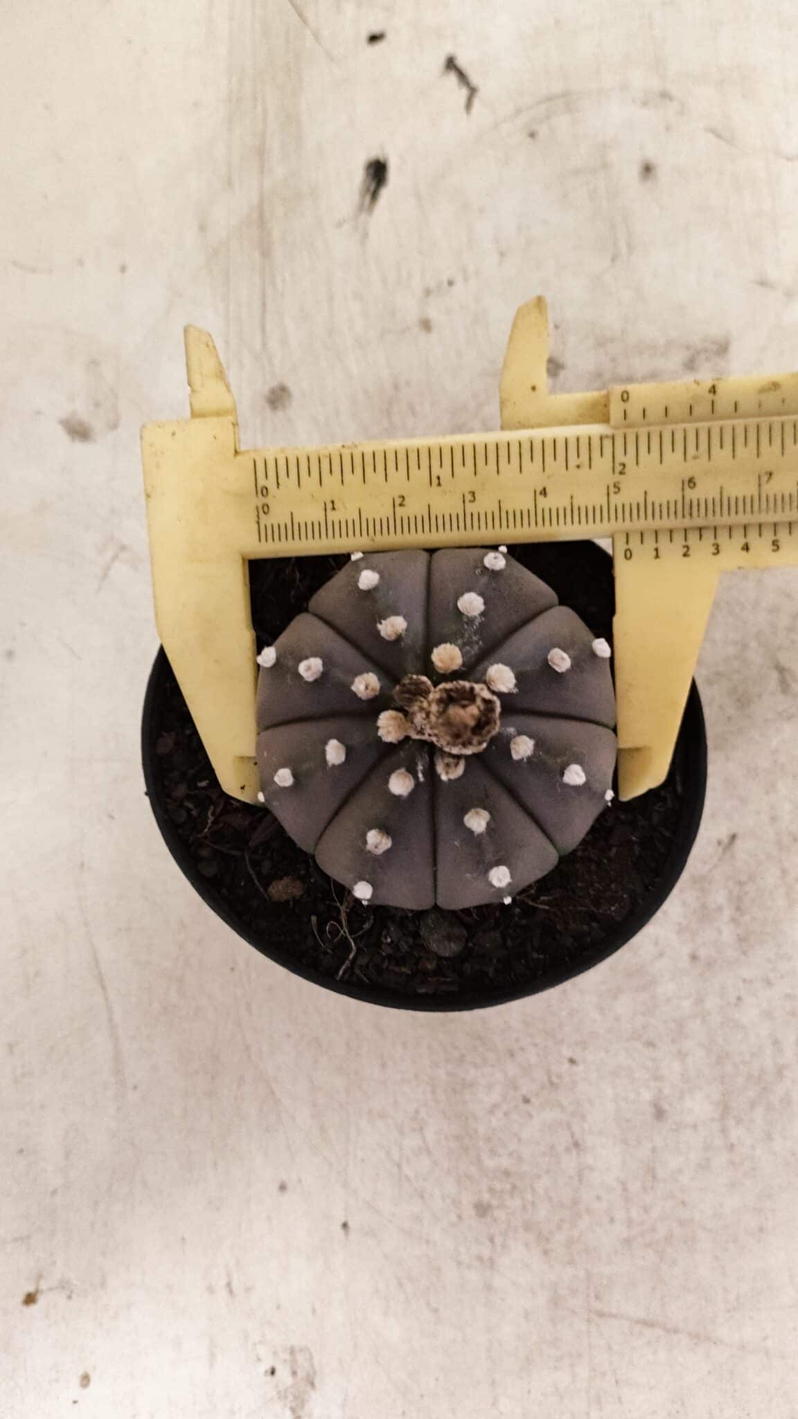 ASTROPHYTUM ASTERIAS “Purple”  Nº 1012 – vaso 09 - foto 5