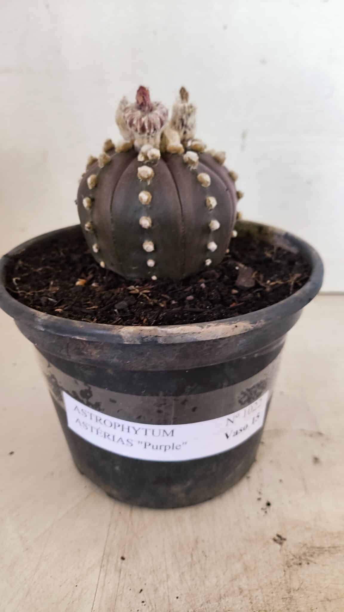 ASTROPHYTUM ASTERIAS “Purple”  Nº 1022 – vaso 15 - foto 2