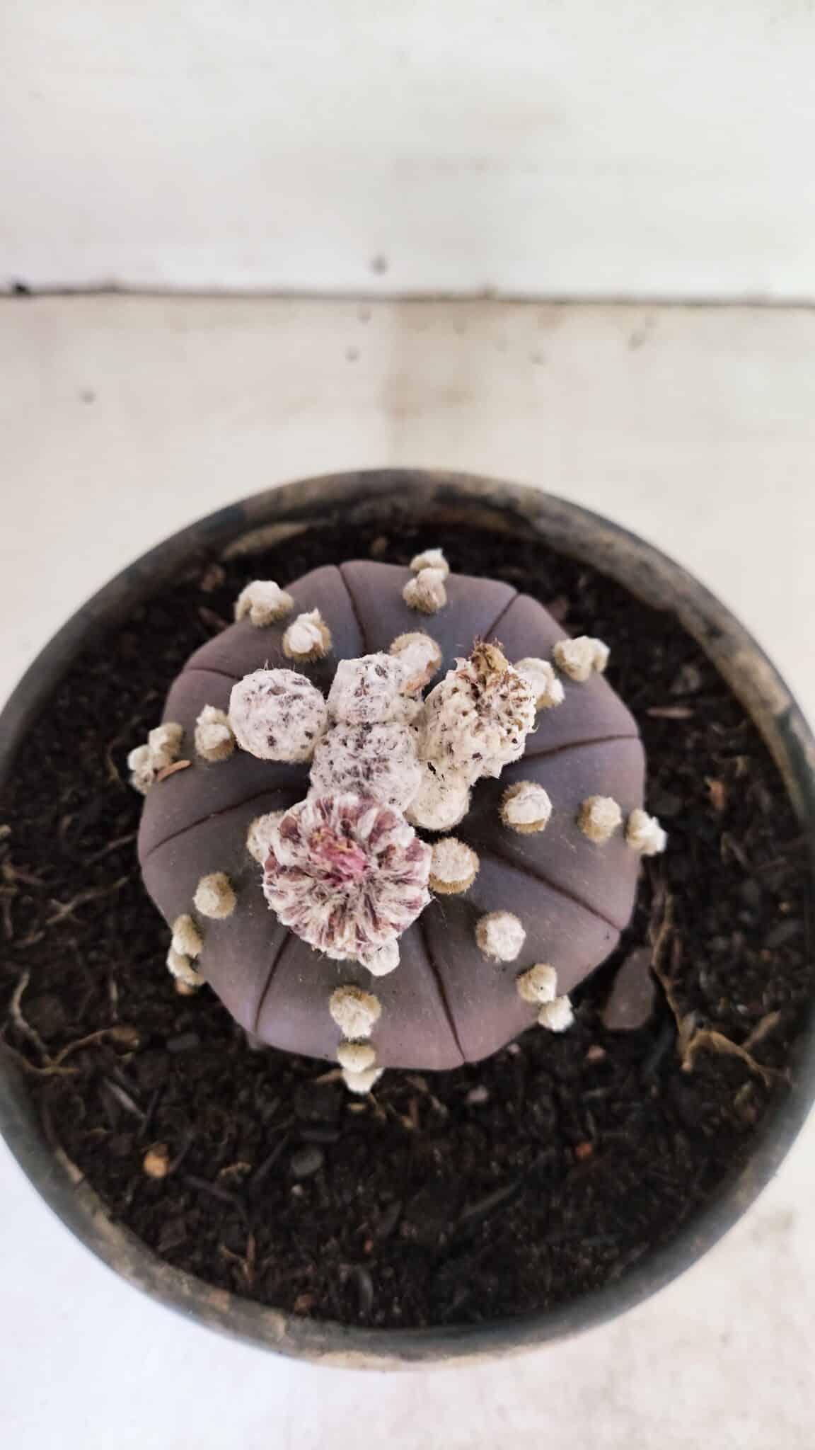 ASTROPHYTUM ASTERIAS “Purple”  Nº 1022 – vaso 15 - foto 3
