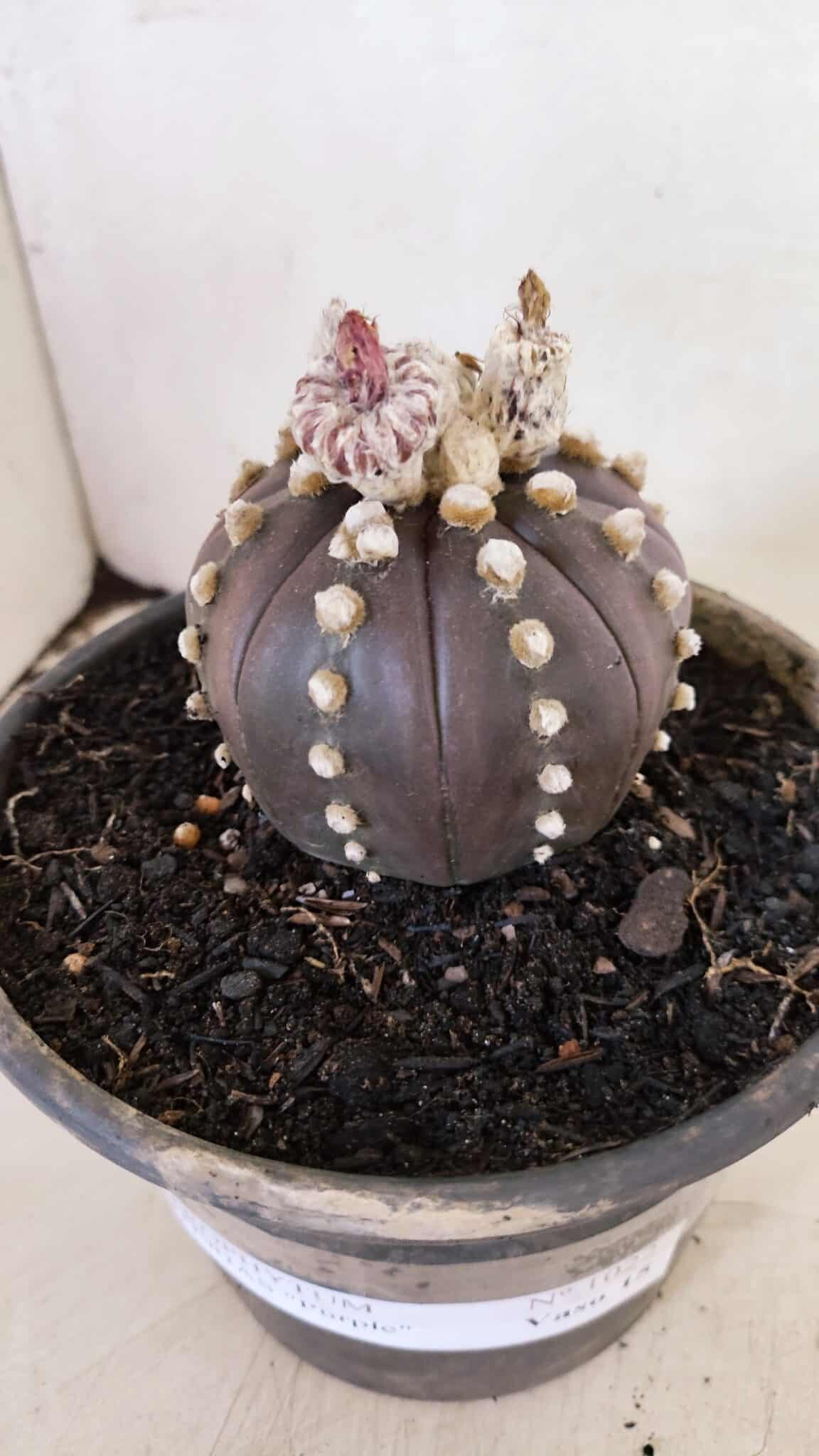 ASTROPHYTUM ASTERIAS “Purple”  Nº 1022 – vaso 15 - foto 10
