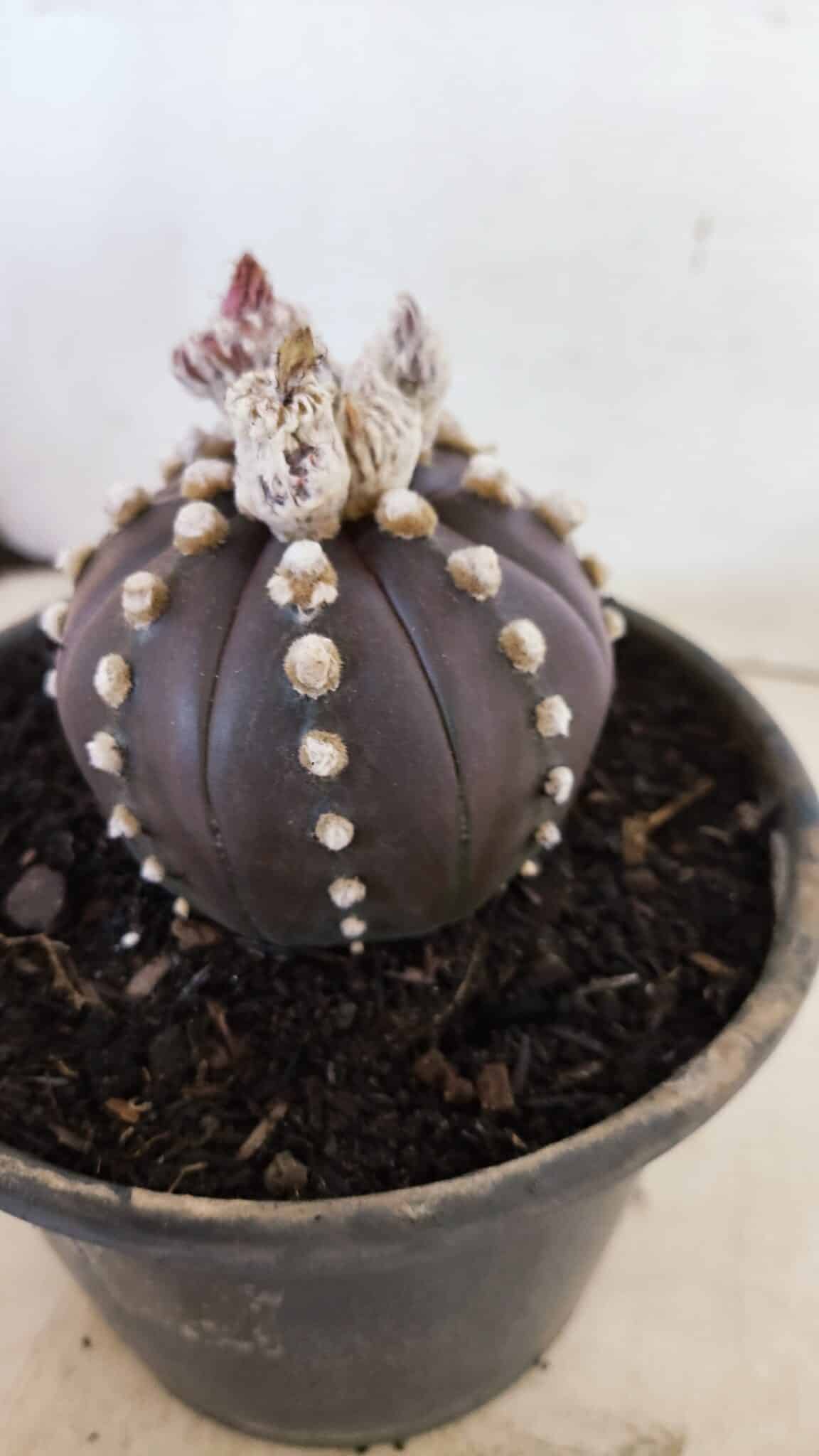 ASTROPHYTUM ASTERIAS “Purple”  Nº 1022 – vaso 15 - foto 9