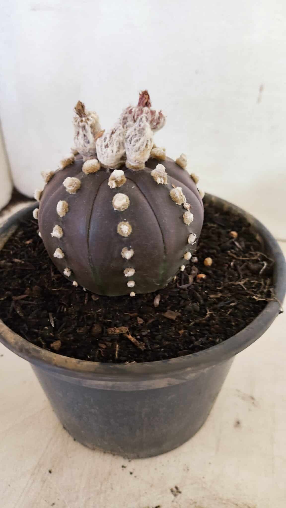 ASTROPHYTUM ASTERIAS “Purple”  Nº 1022 – vaso 15 - foto 8