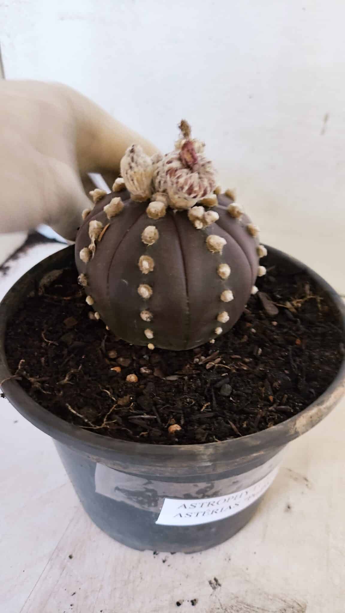 ASTROPHYTUM ASTERIAS “Purple”  Nº 1022 – vaso 15 - foto 7