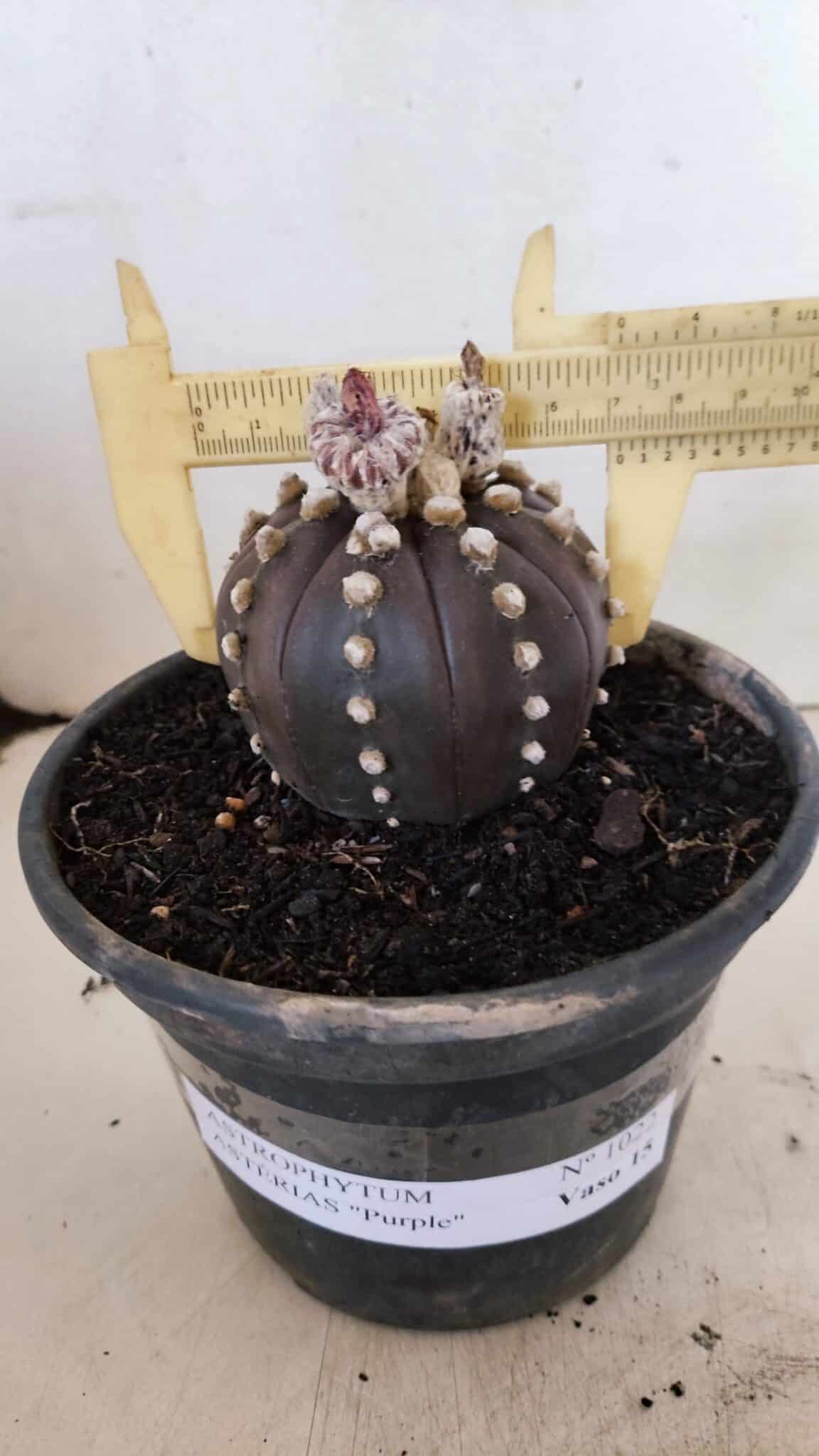 ASTROPHYTUM ASTERIAS “Purple”  Nº 1022 – vaso 15 - foto 4