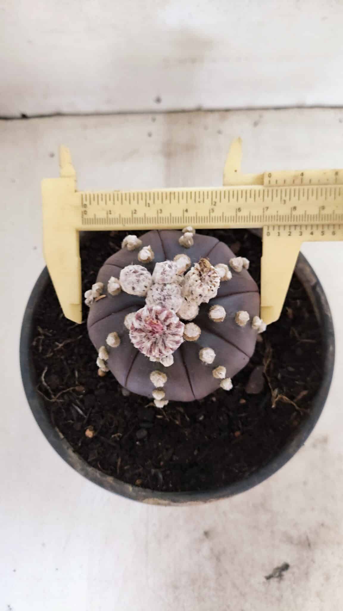 ASTROPHYTUM ASTERIAS “Purple”  Nº 1022 – vaso 15 - foto 5