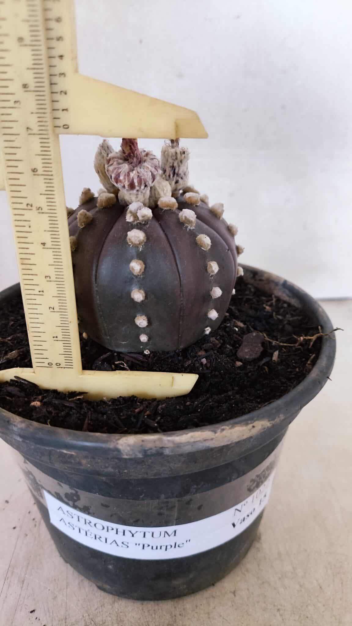 ASTROPHYTUM ASTERIAS “Purple”  Nº 1022 – vaso 15 - foto 6