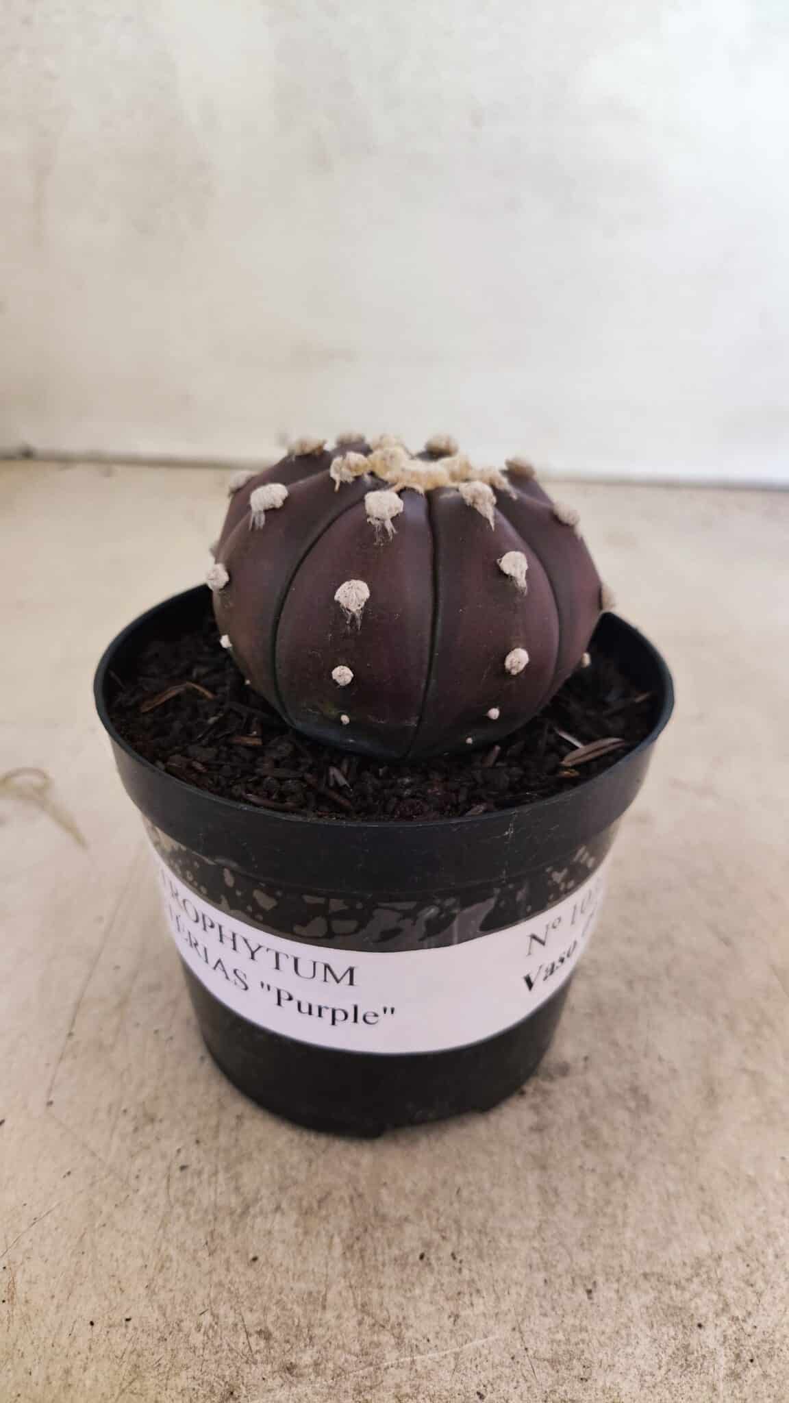 MATRIZ ASTROPHYTUM ASTERIAS “Purple”  Nº 1031 – vaso 09 - foto 2