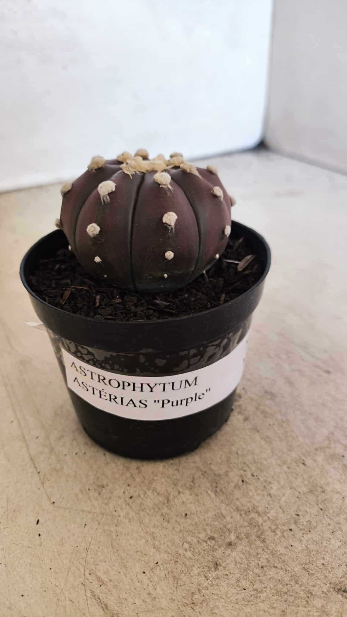 MATRIZ ASTROPHYTUM ASTERIAS “Purple”  Nº 1031 – vaso 09 - foto 9