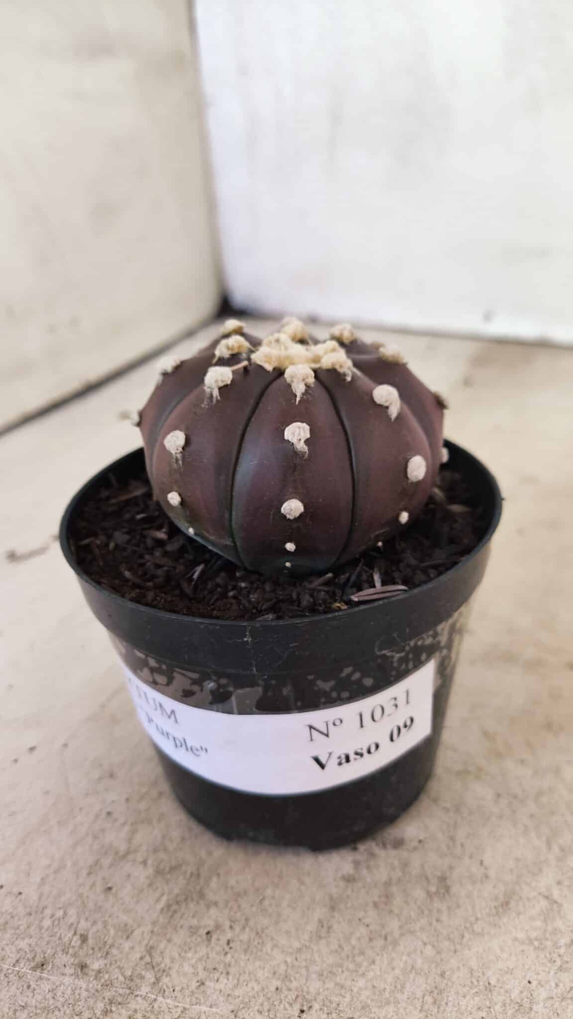 MATRIZ ASTROPHYTUM ASTERIAS “Purple”  Nº 1031 – vaso 09 - foto 8