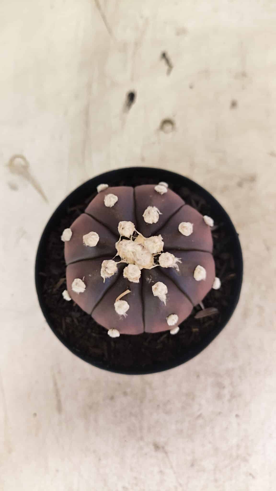 MATRIZ ASTROPHYTUM ASTERIAS “Purple”  Nº 1031 – vaso 09 - foto 3