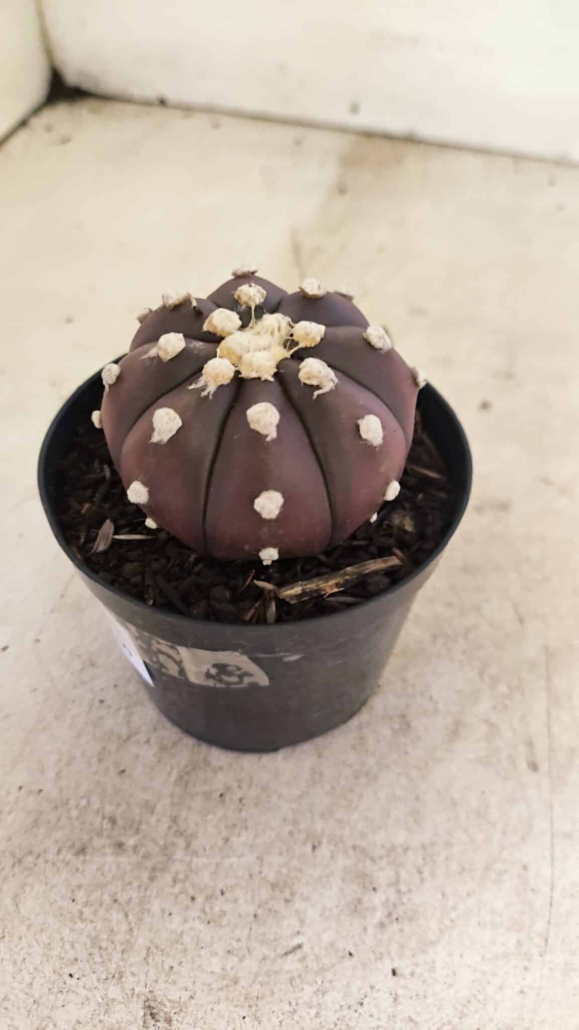 MATRIZ ASTROPHYTUM ASTERIAS “Purple”  Nº 1031 – vaso 09 - foto 7