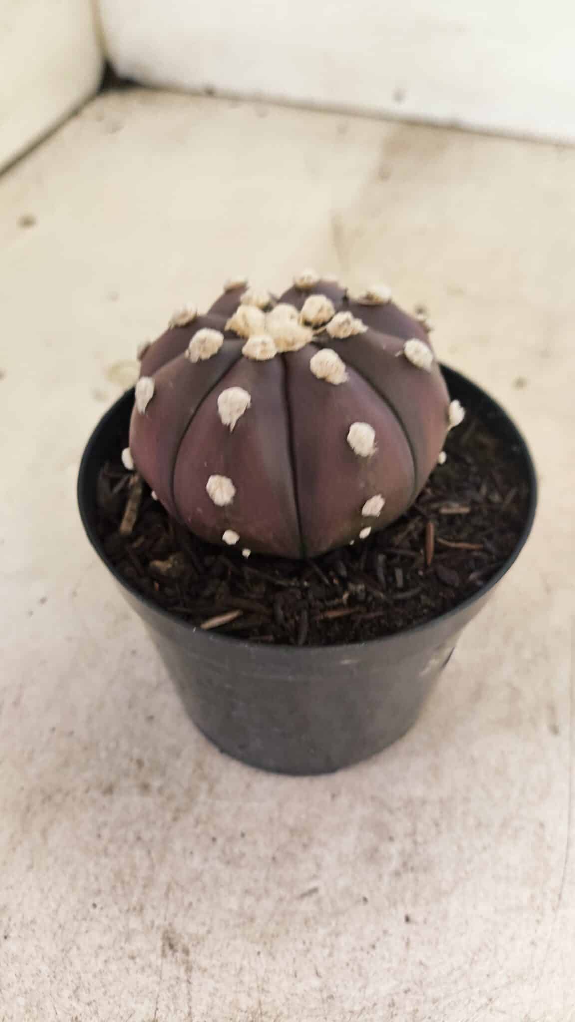 MATRIZ ASTROPHYTUM ASTERIAS “Purple”  Nº 1031 – vaso 09 - foto 6