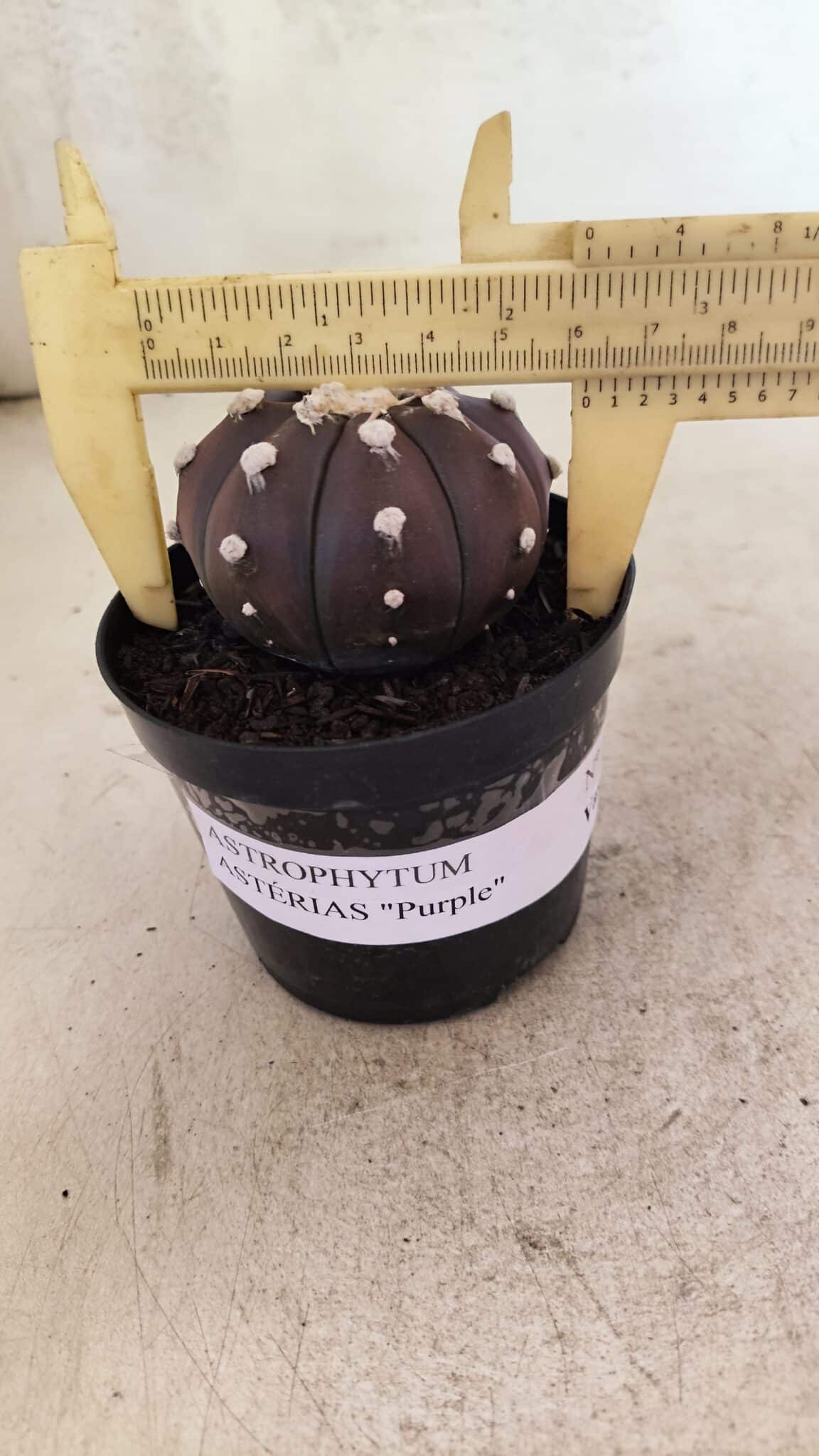 MATRIZ ASTROPHYTUM ASTERIAS “Purple”  Nº 1031 – vaso 09 - foto 4