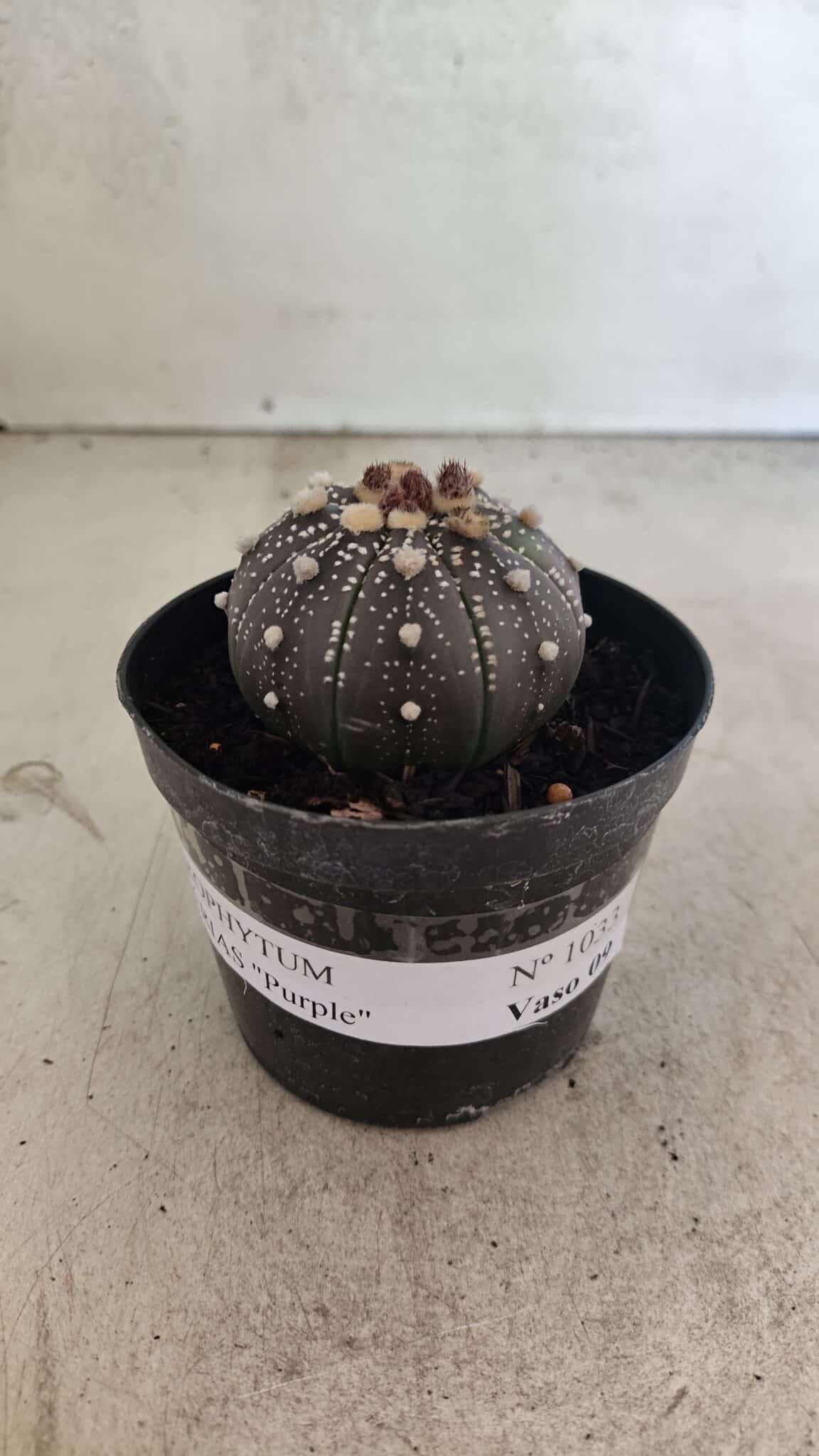 MATRIZ ASTROPHYTUM ASTERIAS “Purple”  Nº 1033 – vaso 09 - foto 2