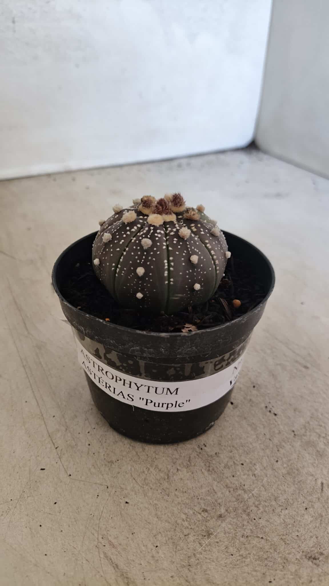 MATRIZ ASTROPHYTUM ASTERIAS “Purple”  Nº 1033 – vaso 09 - foto 9