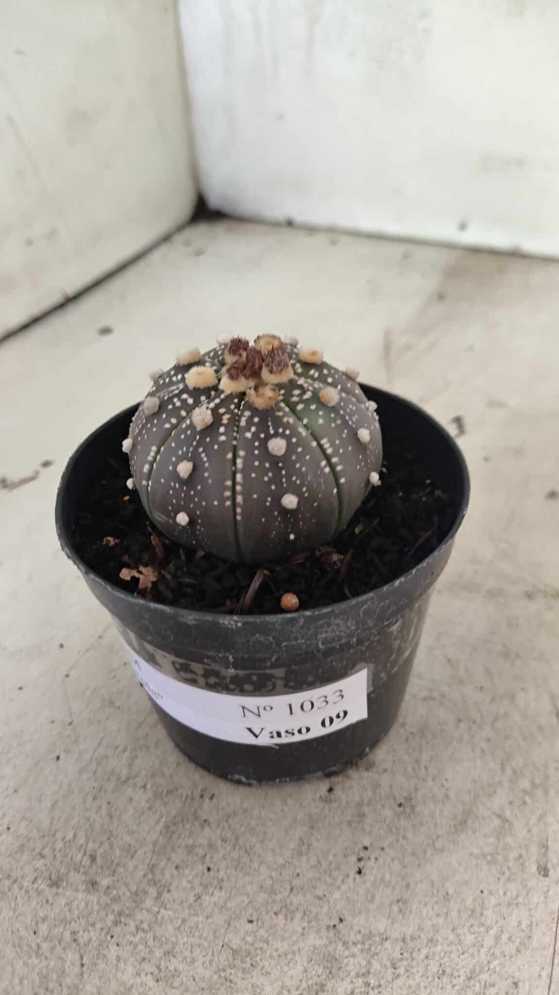 MATRIZ ASTROPHYTUM ASTERIAS “Purple”  Nº 1033 – vaso 09 - foto 8