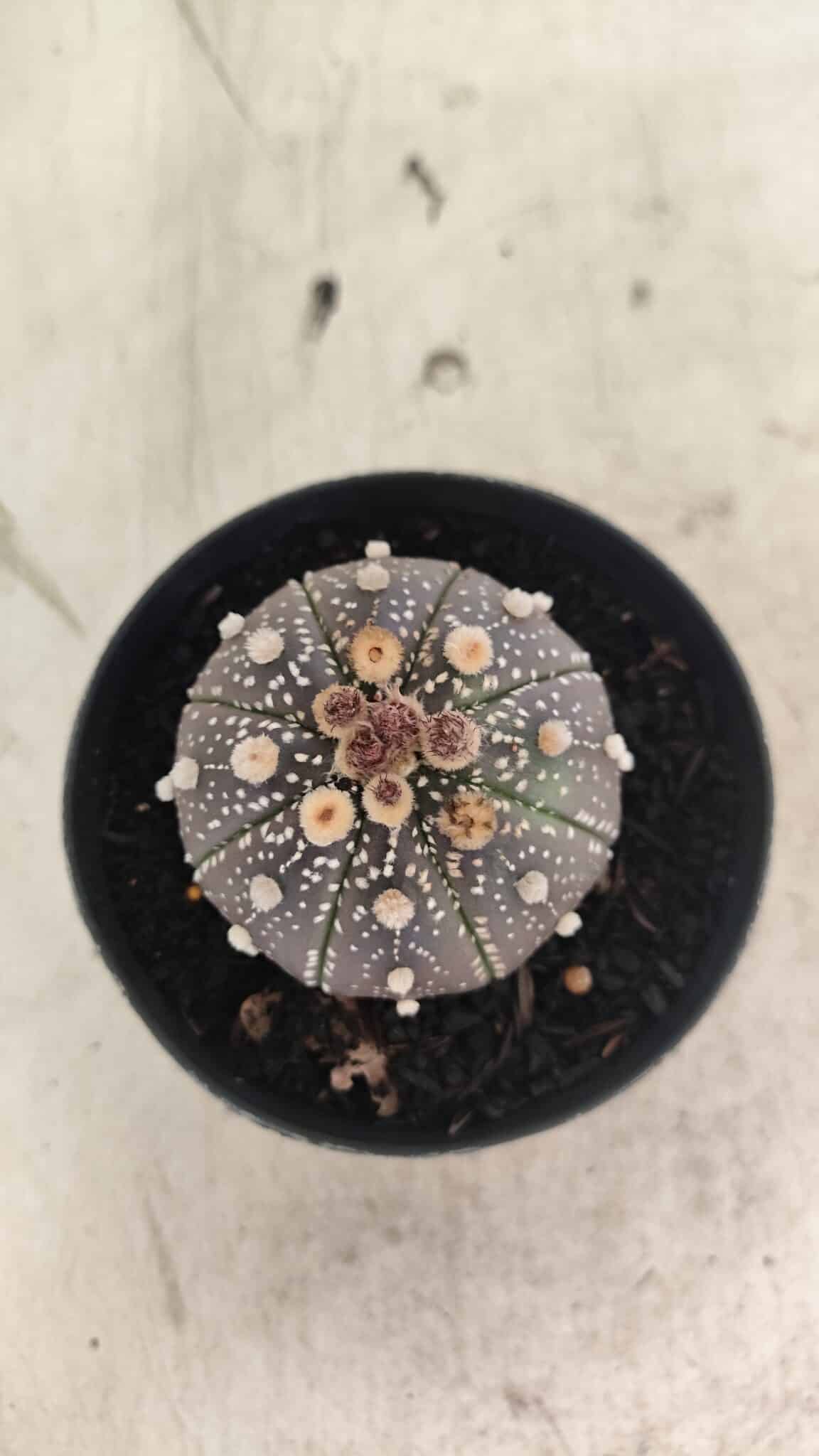 MATRIZ ASTROPHYTUM ASTERIAS “Purple”  Nº 1033 – vaso 09 - foto 3