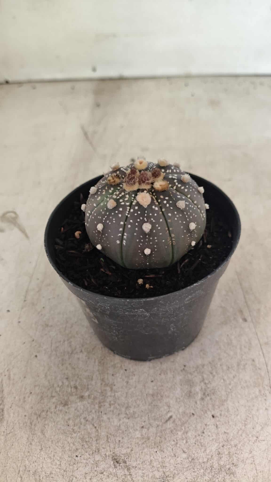 MATRIZ ASTROPHYTUM ASTERIAS “Purple”  Nº 1033 – vaso 09 - foto 7