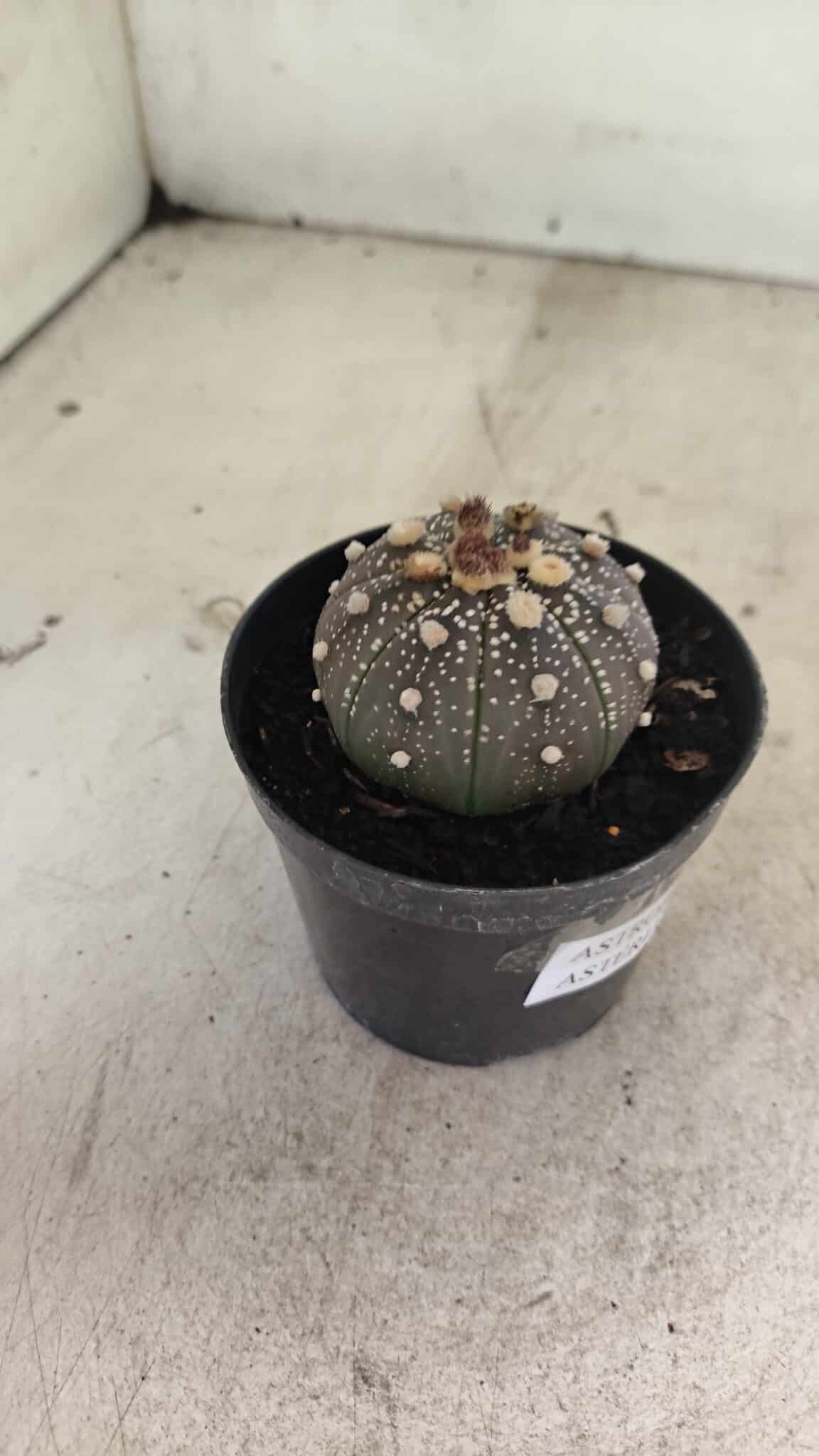 MATRIZ ASTROPHYTUM ASTERIAS “Purple”  Nº 1033 – vaso 09 - foto 6