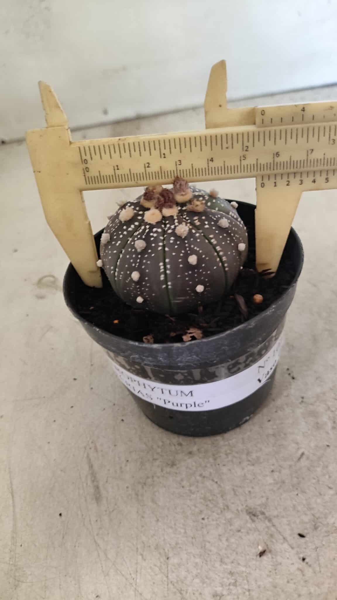 MATRIZ ASTROPHYTUM ASTERIAS “Purple”  Nº 1033 – vaso 09 - foto 4