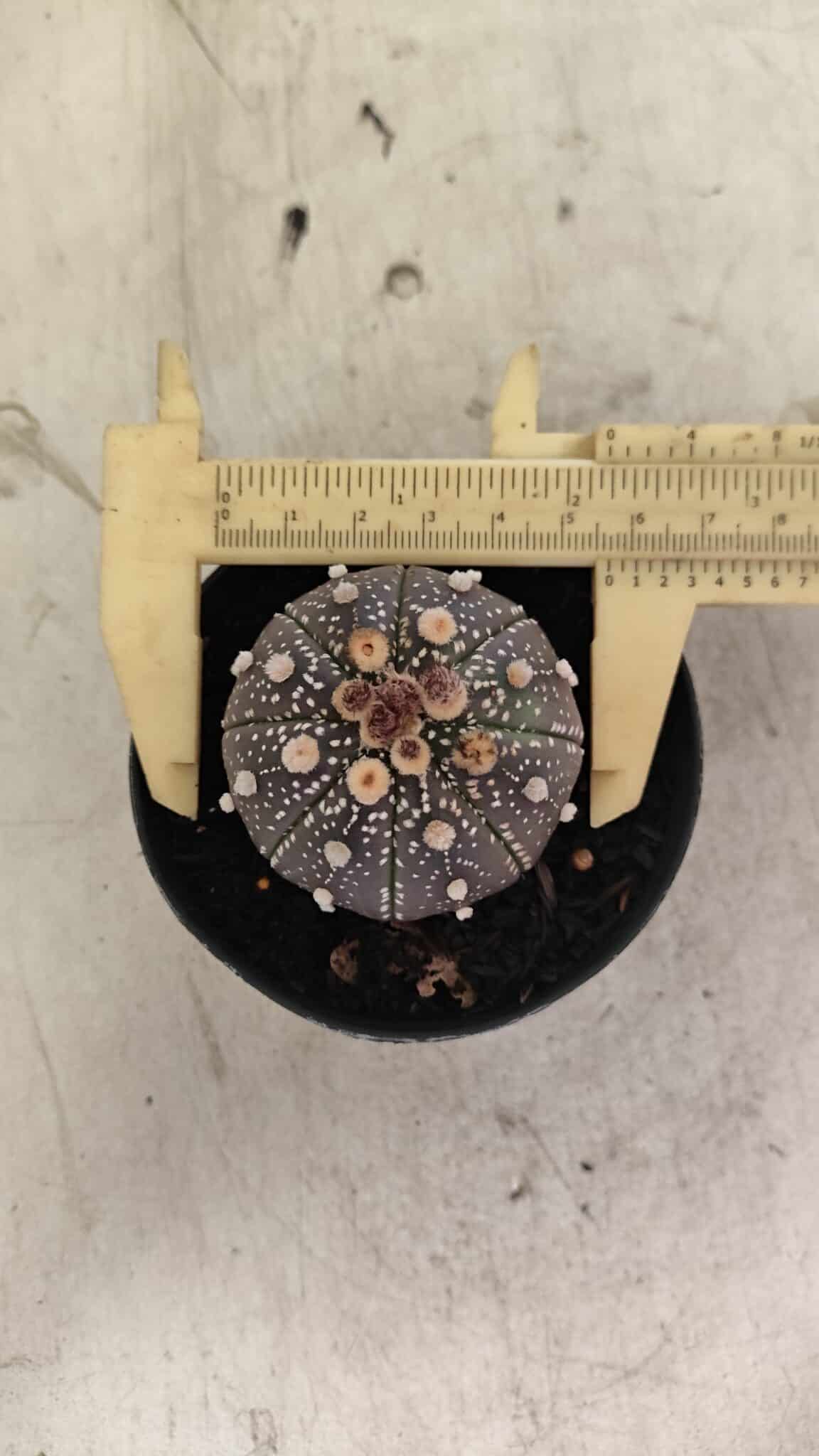 MATRIZ ASTROPHYTUM ASTERIAS “Purple”  Nº 1033 – vaso 09 - foto 5