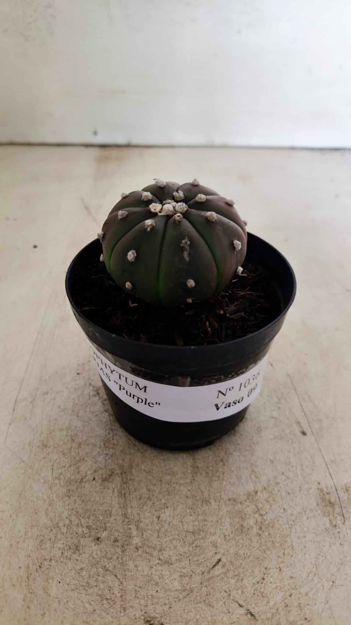 ASTROPHYTUM ASTERIAS “Purple”  Nº 1036 – vaso 09 - foto 2