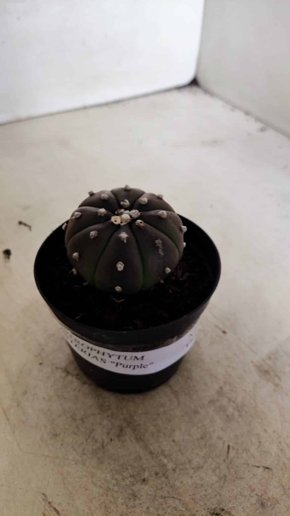 ASTROPHYTUM ASTERIAS “Purple”  Nº 1036 – vaso 09 - foto 9