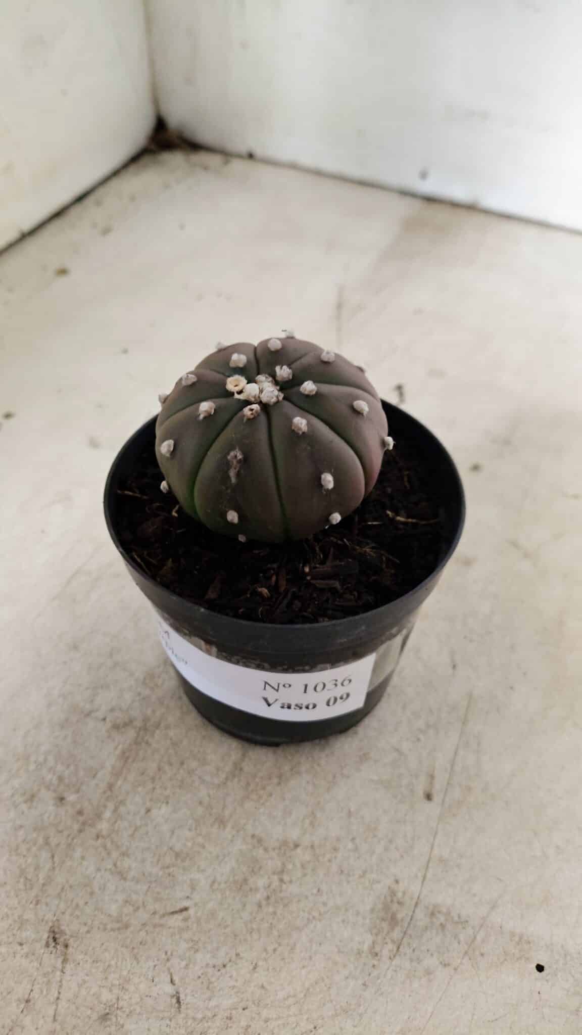 ASTROPHYTUM ASTERIAS “Purple”  Nº 1036 – vaso 09 - foto 8