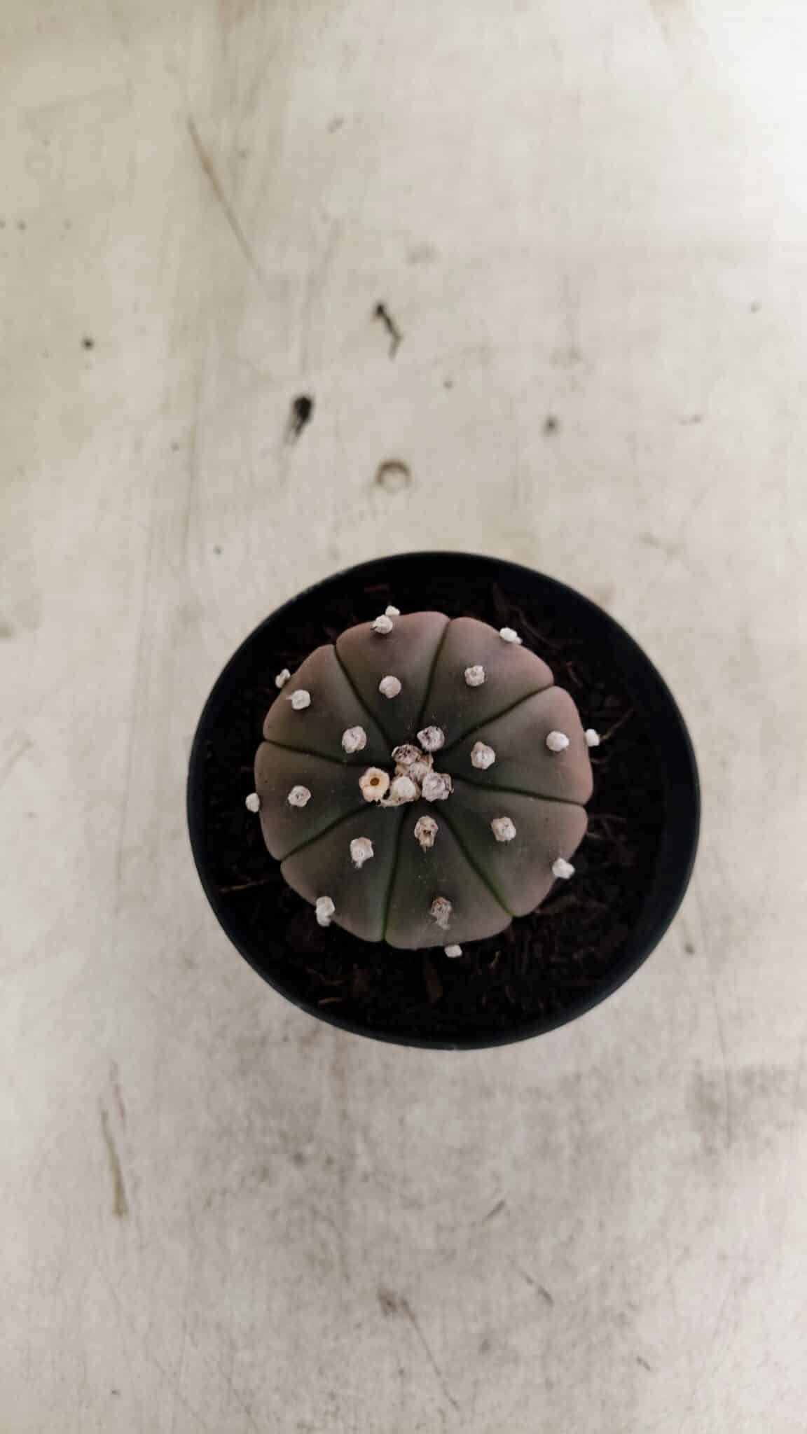 ASTROPHYTUM ASTERIAS “Purple”  Nº 1036 – vaso 09 - foto 3