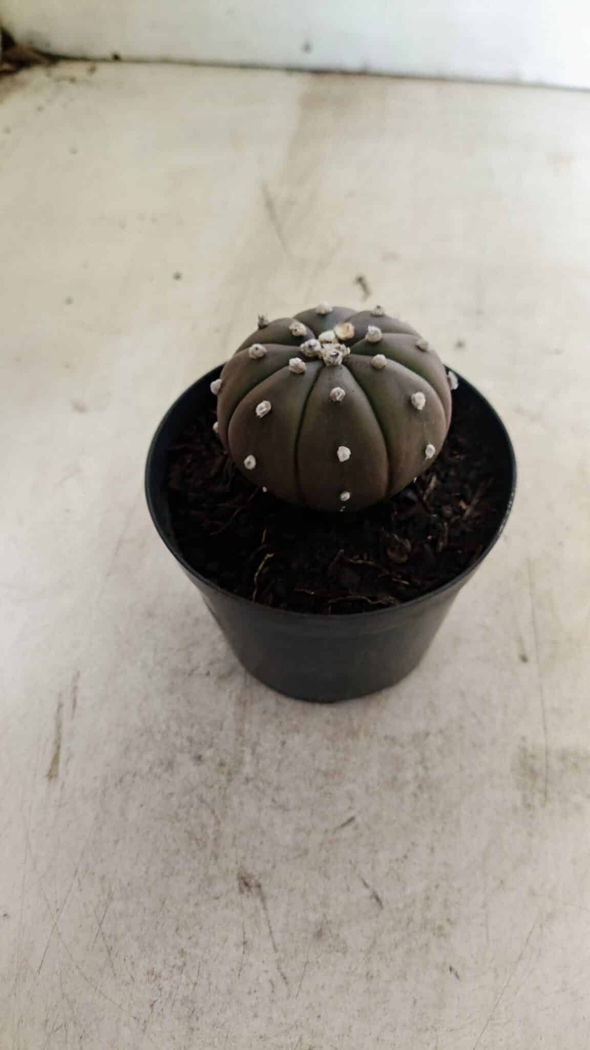 ASTROPHYTUM ASTERIAS “Purple”  Nº 1036 – vaso 09 - foto 7