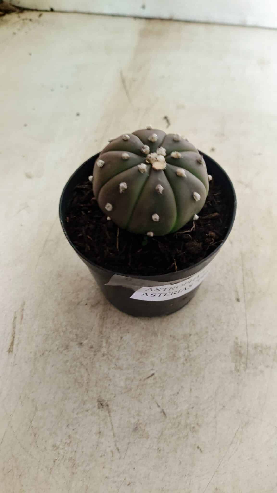 ASTROPHYTUM ASTERIAS “Purple”  Nº 1036 – vaso 09 - foto 6