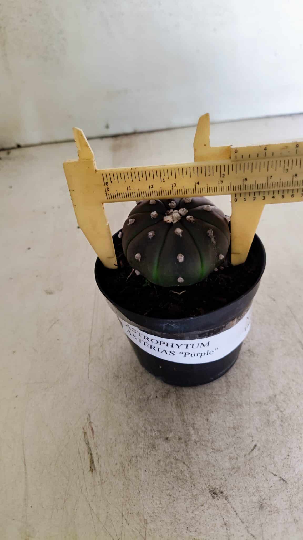ASTROPHYTUM ASTERIAS “Purple”  Nº 1036 – vaso 09 - foto 4