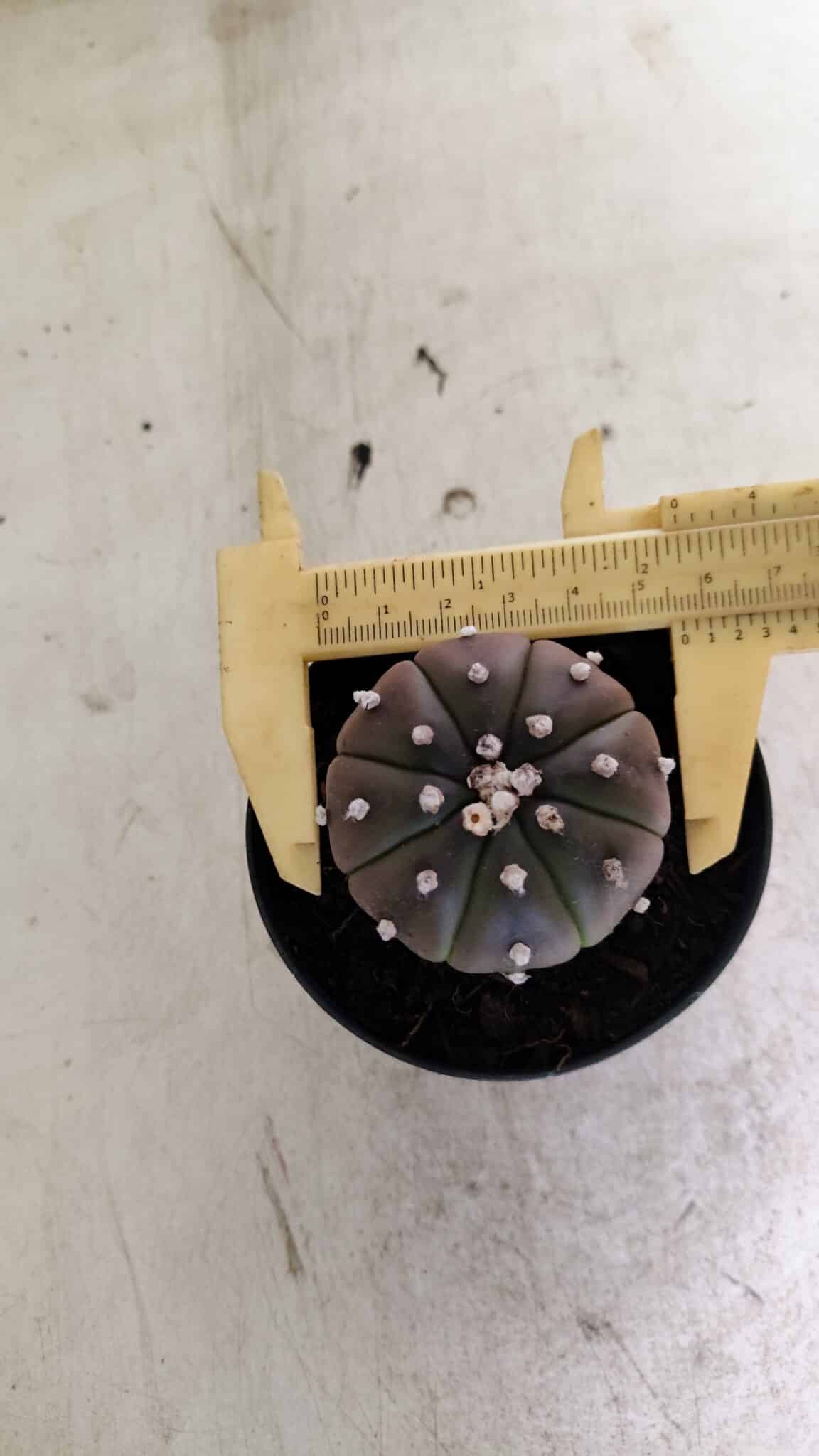 ASTROPHYTUM ASTERIAS “Purple”  Nº 1036 – vaso 09 - foto 5