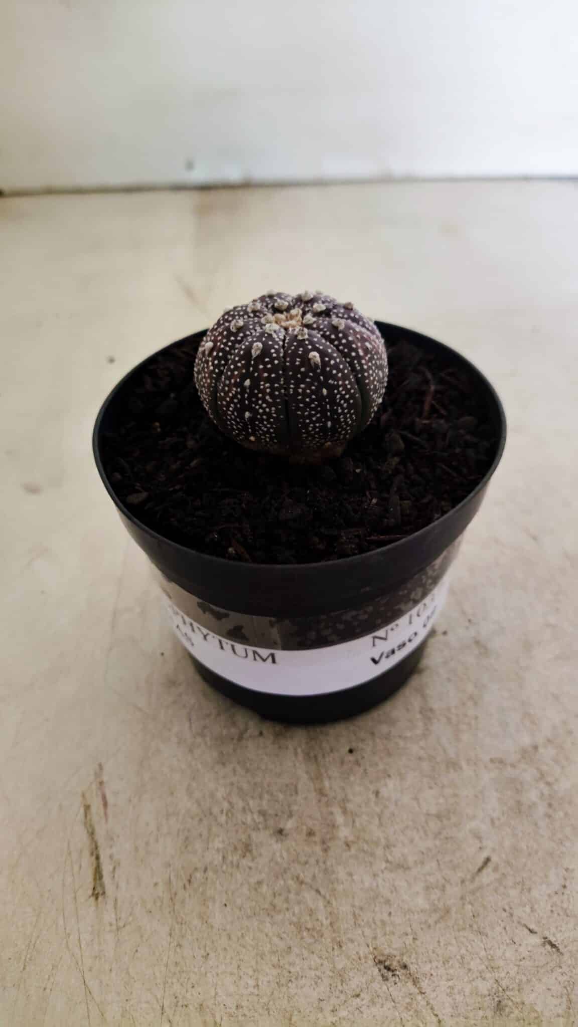 ASTROPHYTUM ASTERIAS “Purple”  Nº 1037 – vaso 09 - foto 2
