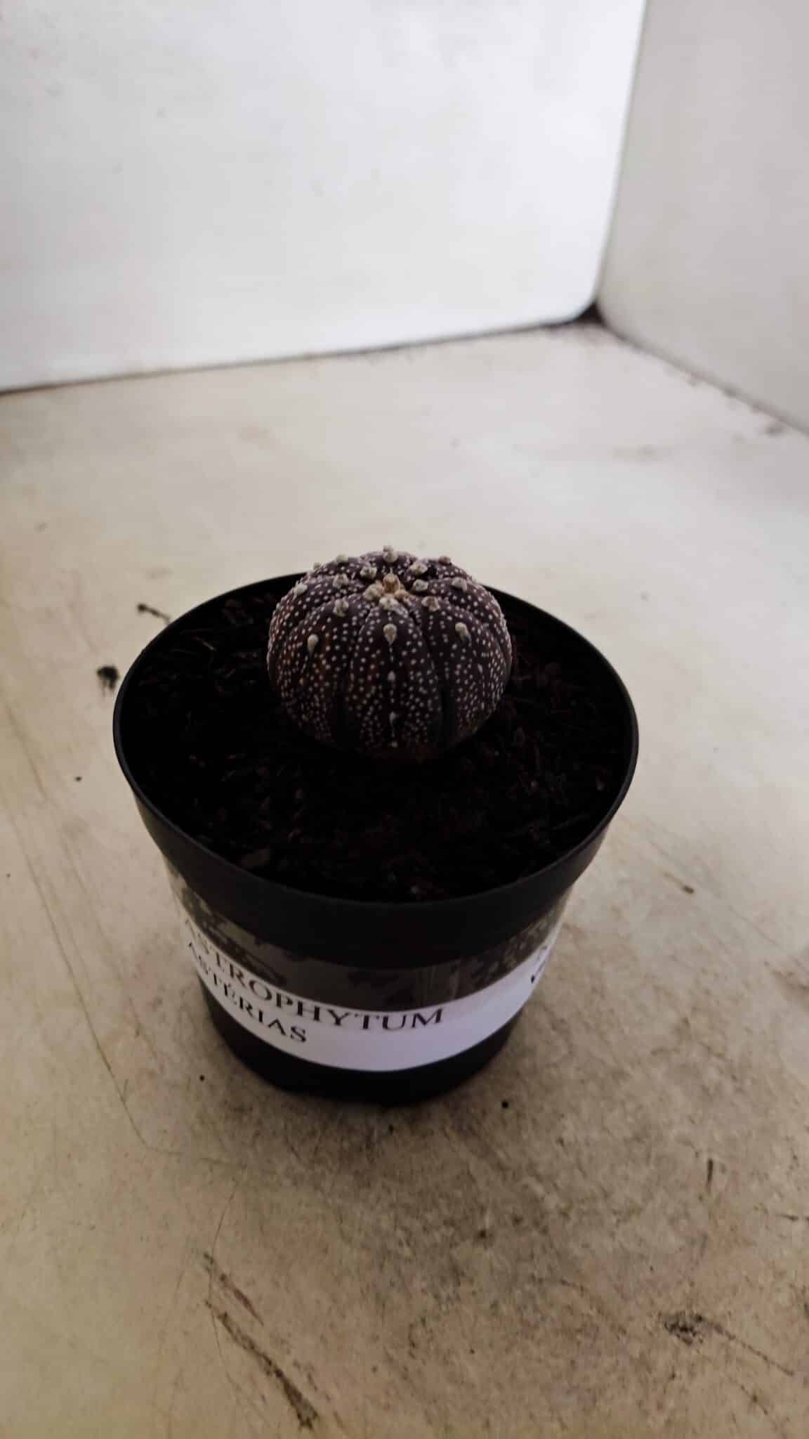 ASTROPHYTUM ASTERIAS “Purple”  Nº 1037 – vaso 09 - foto 10