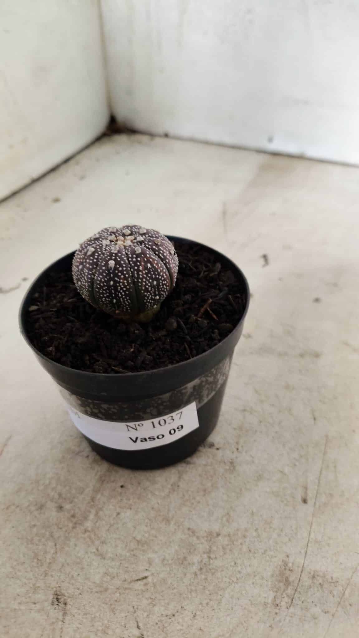 ASTROPHYTUM ASTERIAS “Purple”  Nº 1037 – vaso 09 - foto 9