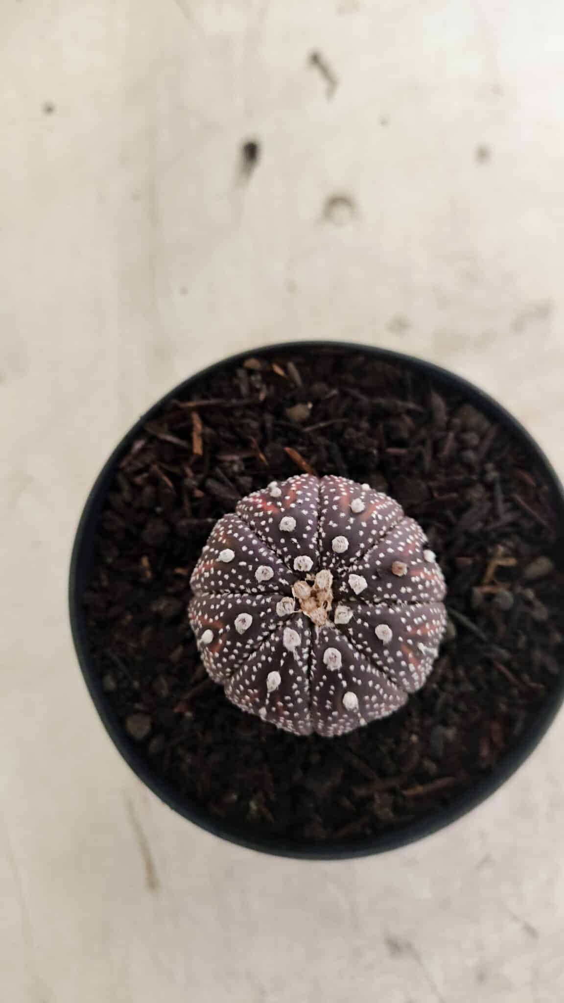 ASTROPHYTUM ASTERIAS “Purple”  Nº 1037 – vaso 09 - foto 3