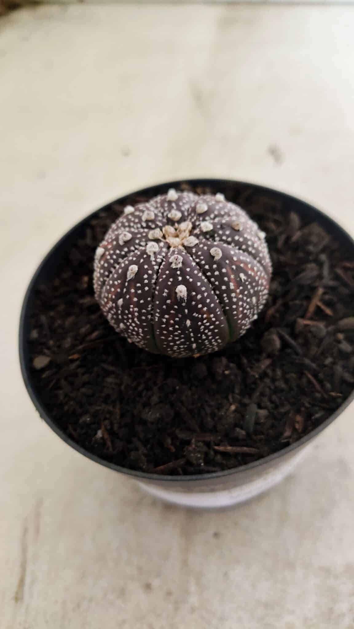ASTROPHYTUM ASTERIAS “Purple”  Nº 1037 – vaso 09 - foto 8